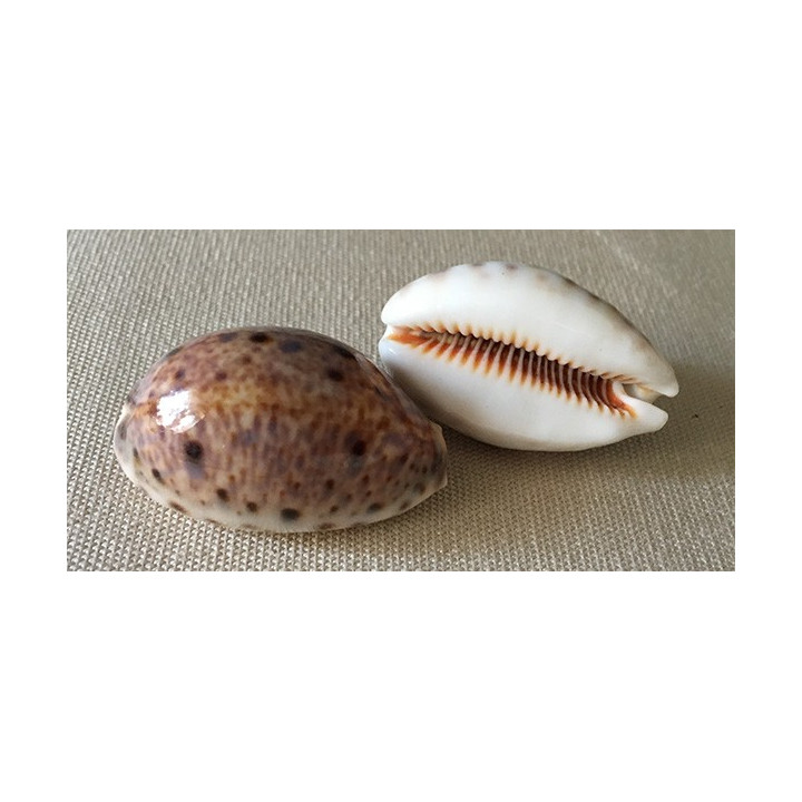 Cypraea Lynx 3/4cm par 24