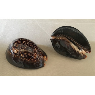 Cypraea Mauritiana 7/8cm by 6