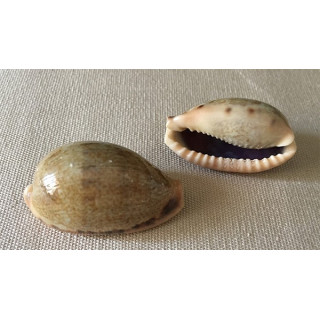 Cypraea Miliaris 3.5/4.5cm par 12