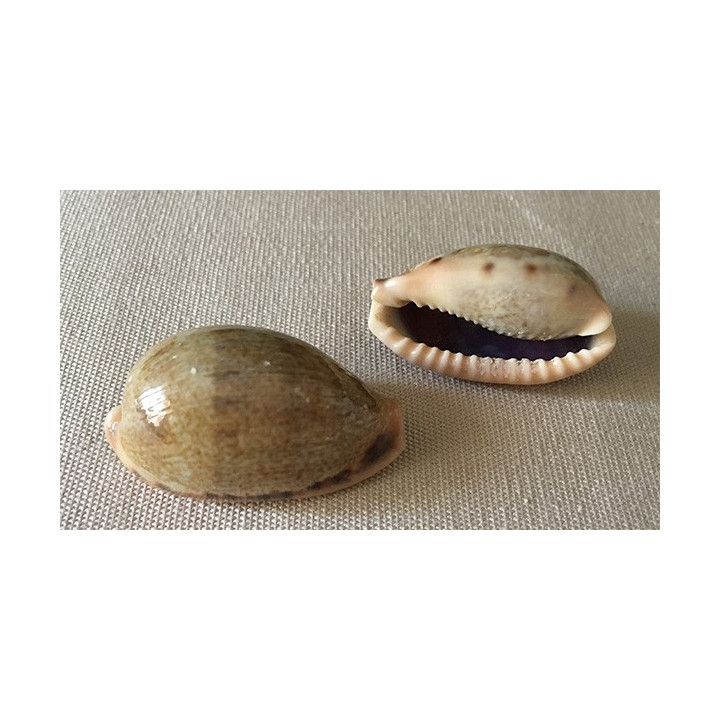 Cypraea Miliaris 3.5/4.5cm par 12