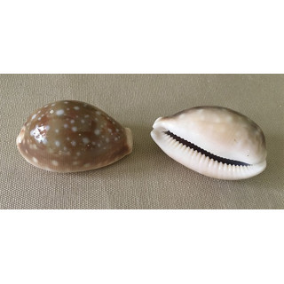 Cypraea Vittelus 4/6cm par 12