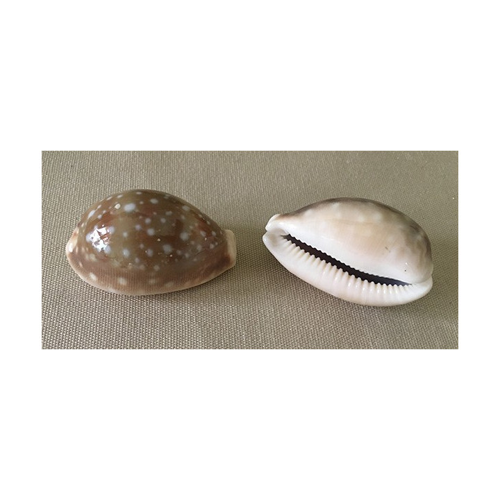 Cypraea Vittelus 4/6cm par 12