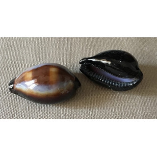 Cypraea Onyx 3/4cm par 24