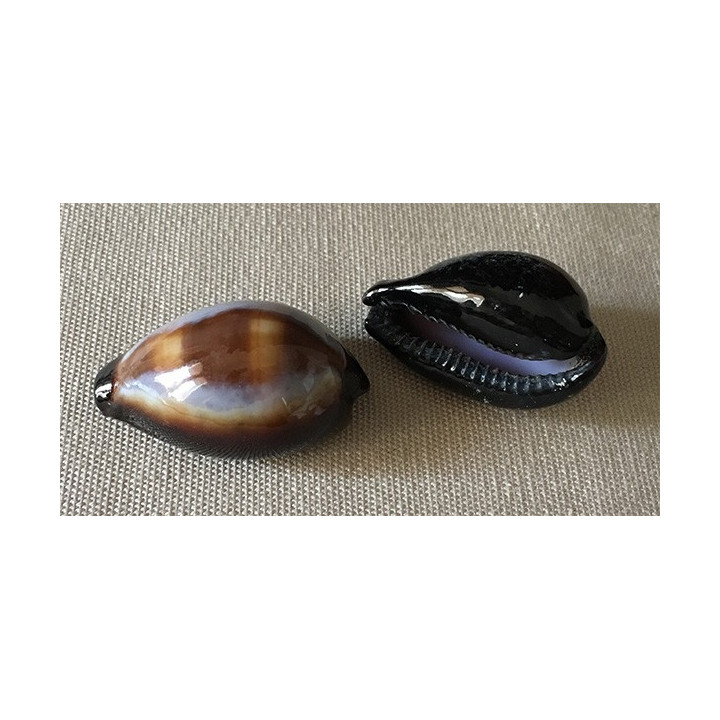 Cypraea Onyx 3/4cm par 24
