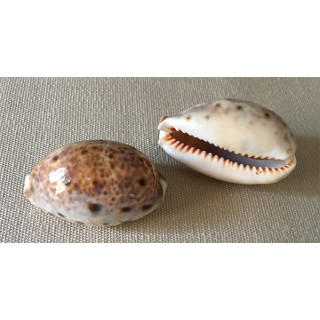 Cypraea Achatidae Inopinata 2/3cm lot de 6