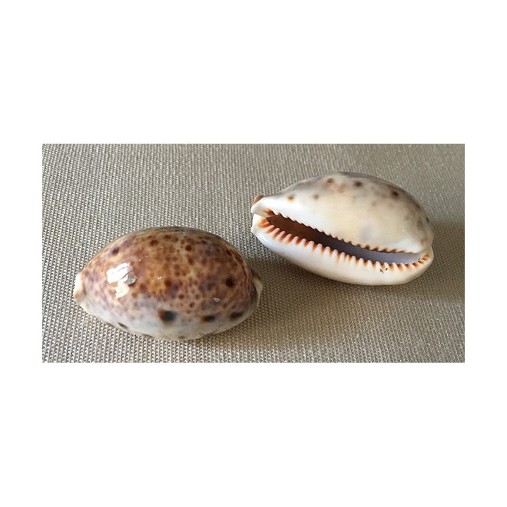 Cypraea Achatidae Inopinata 2/3cm lot de 6