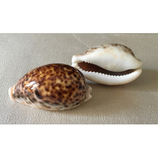 Cypraea Pantherina 6/7cm par 6