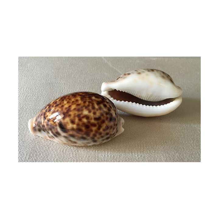 Cypraea Pantherina 6/7cm by 6