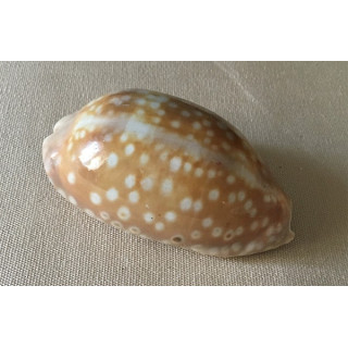Cypraea Zebra 7/8cm par 3