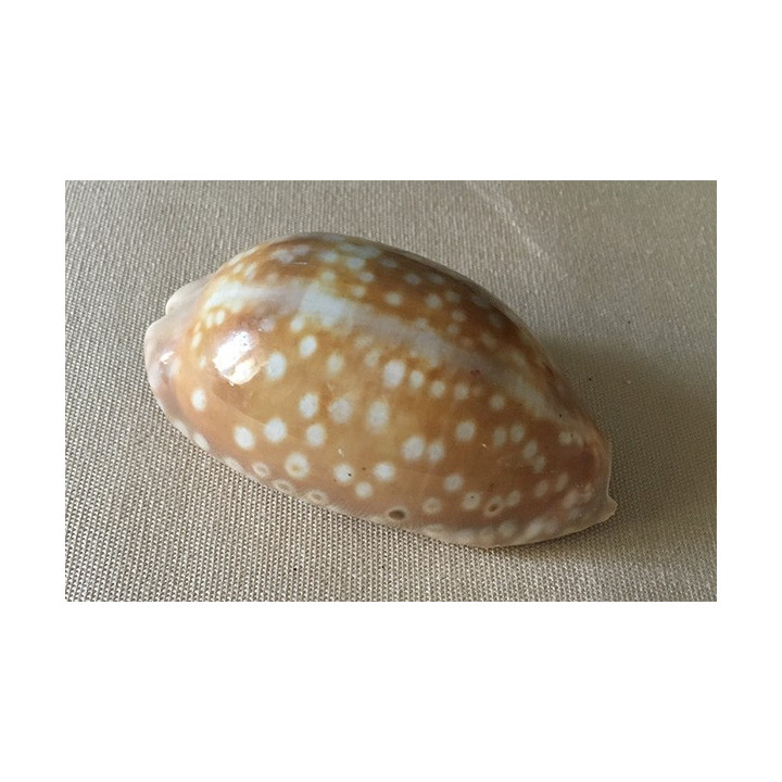 Cypraea Zebra 7/8cm by 3