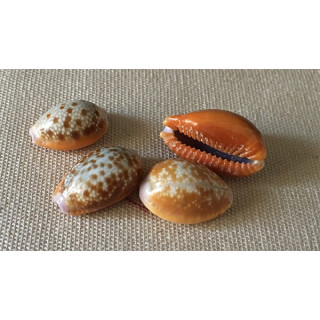 Cypraea Elvola 1.5/2cm (lot of 50)