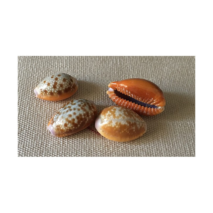 Cypraea Elvola 1.5/2cm (lot de 50)