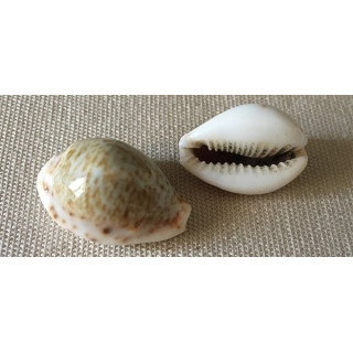 Cypraea Turdus 23/33mm par 6