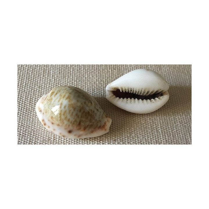 Cypraea Turdus 23/33mm par 6