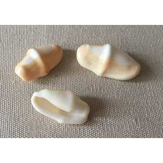 Cyphoma Gibbosum 2.5/3cm par 12