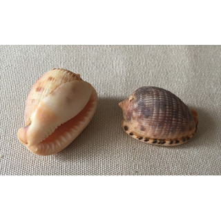 Cypraea Cassis Testiculus 5/7cm par 3