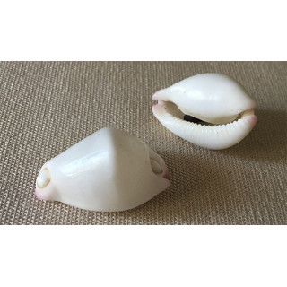 Ovula Verrucous 2.5/3cm par 3