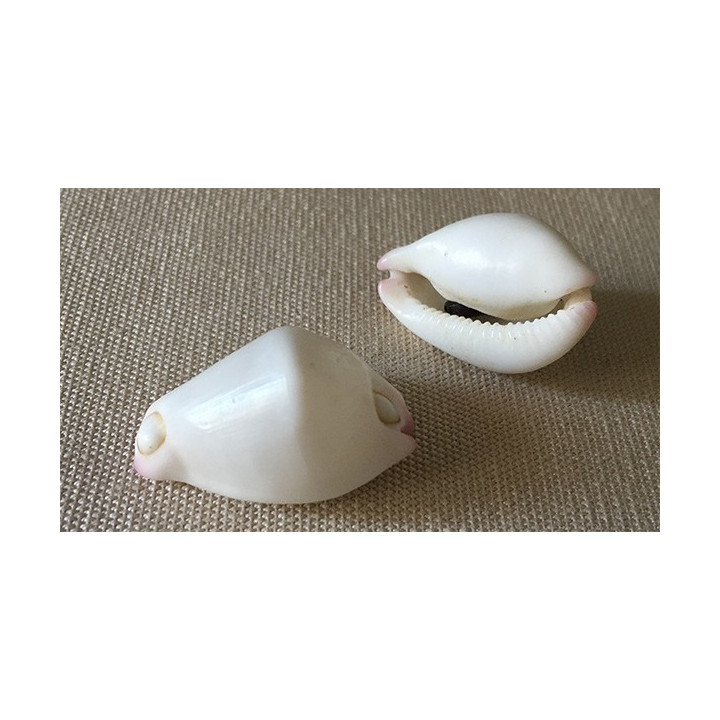 Ovula Verrucous 2.5/3cm par 3