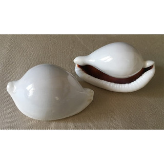 Ovula Ovum 6/8cm by 25