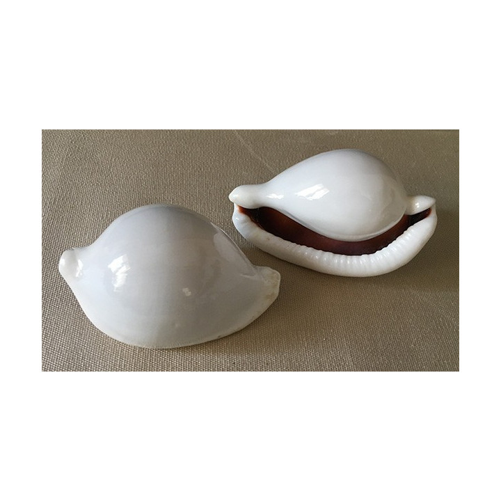 Ovula Ovum 6/8cm by 25