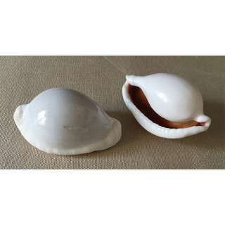 Ovula Ovum 5/6cm par 25