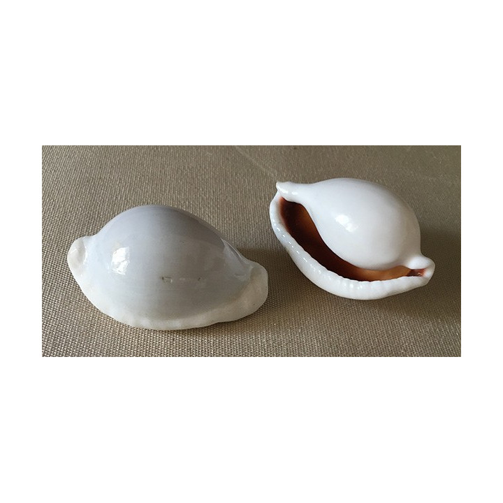 Ovula Ovum 5/6cm by 25