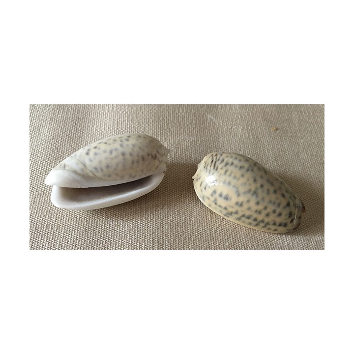 Oliva Tigrina 2,5/3cm par 12