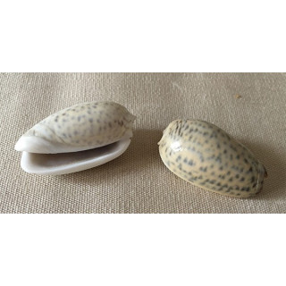 Oliva Tigrina 3.5/4.5cm par 12