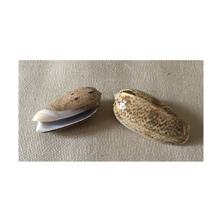 Oliva Vidua 5/6cm par 6