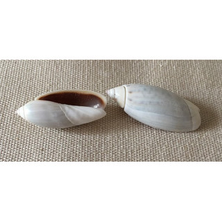 Oliva Propatula 3/4cm by 6