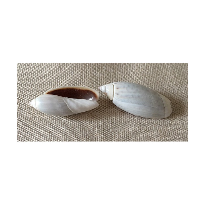 Oliva Propatula 3/4cm par 6