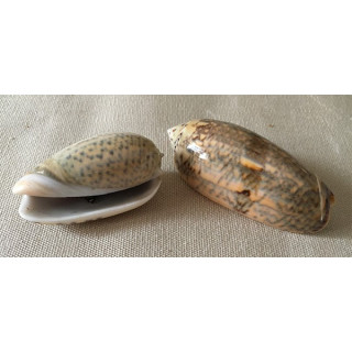 Oliva Miniacea 5/7cm par 10