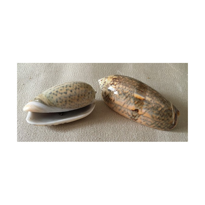 Oliva Miniacea 5/7cm par 10