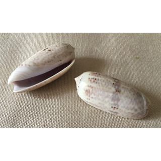 Oliva Lignaria 5/6cm par 12