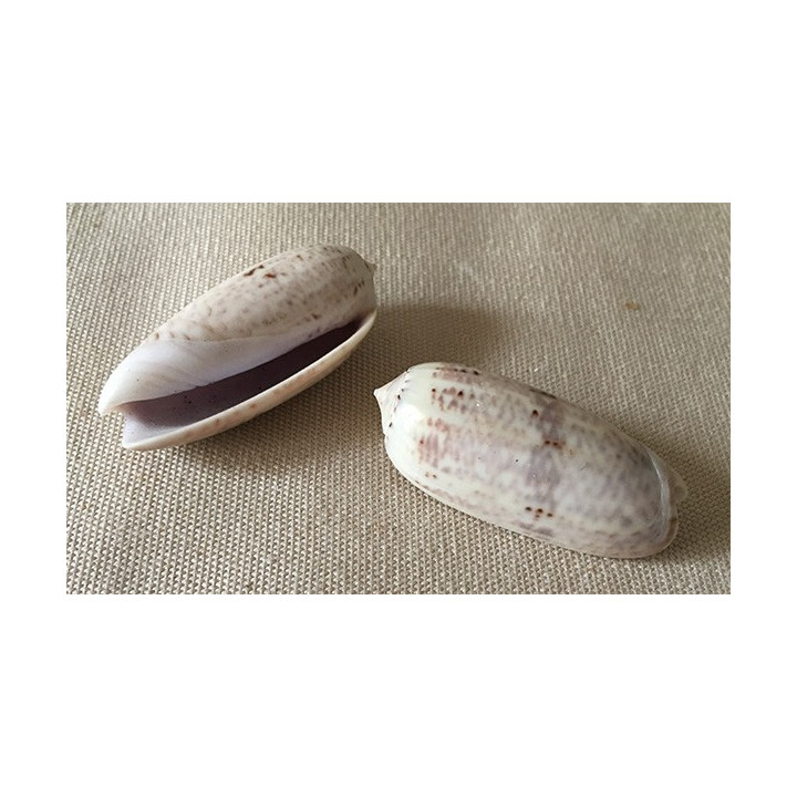 Oliva Lignaria 5/6cm par 12