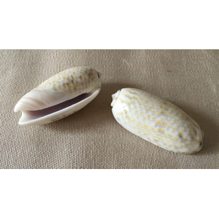 Oliva Tricolor 4/7cm by 6