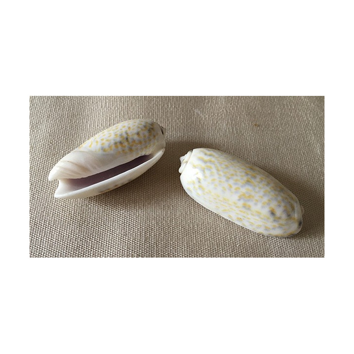 Oliva Tricolor 4/7cm by 6