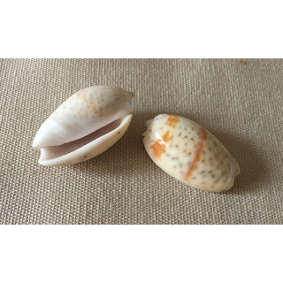 Oliva Bulbosa 3/4cm par 12