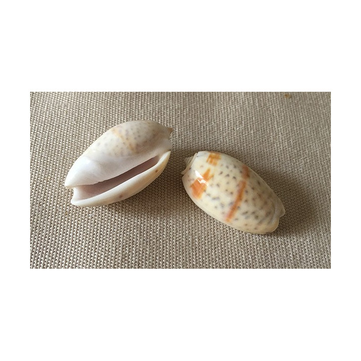 Oliva Bulbosa 3/4cm par 12