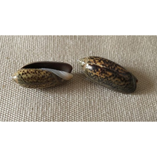 Oliva Oliva 2.5/3cm lot de 6