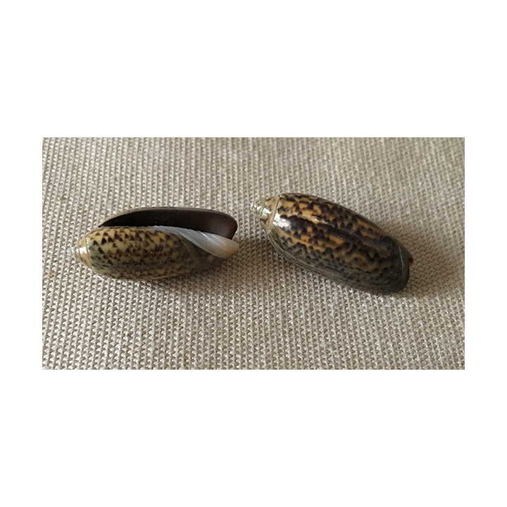 Oliva Oliva 2.5/3cm lot of 6