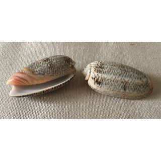 Oliva Reticulata 4/5cm by 12