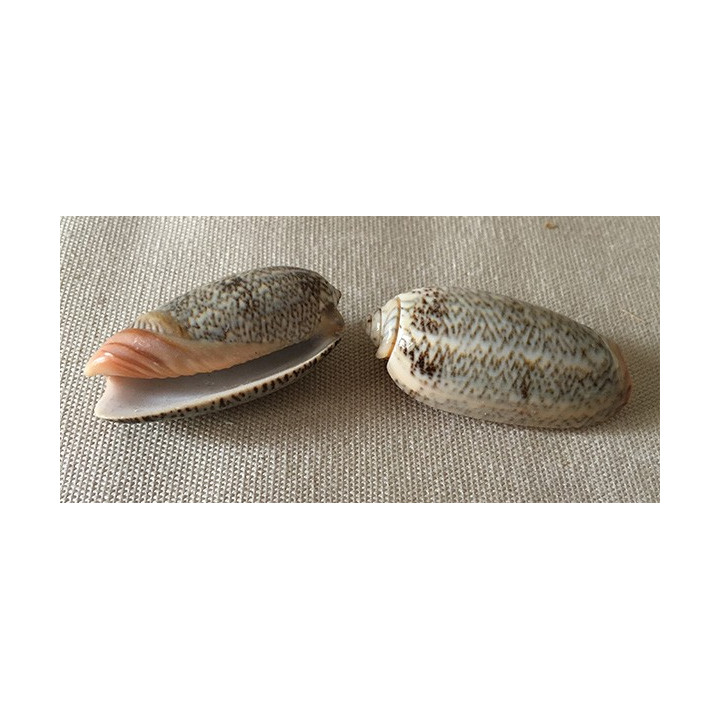 Oliva Reticulata 4/5cm par 12