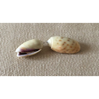 Oliva Tessellata 1.5/2cm par 6