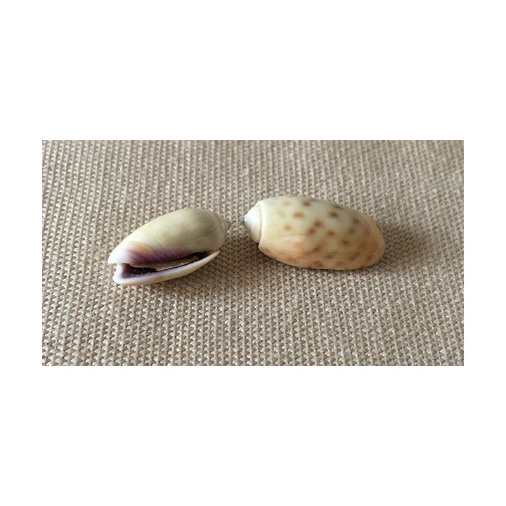 Oliva Tessellata 1.5/2cm by 6