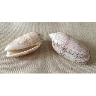 Oliva Reticularis 4/5cm by 6