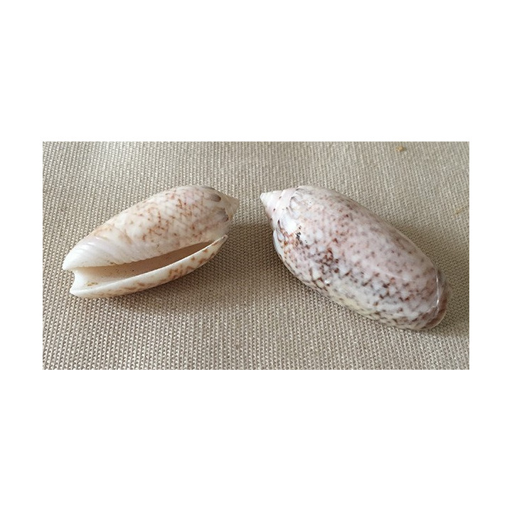 Oliva Reticularis 4/5cm by 6