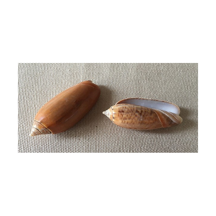 Oliva Concinna 4/4.5cm by 12