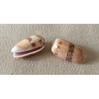 Oliva Sidella 1.5/2cm par 12