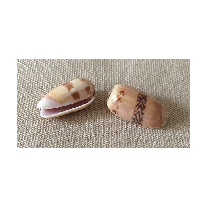 Oliva Sidella 1.5/2cm par 12